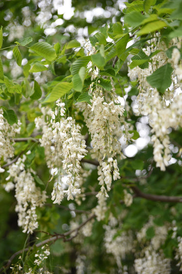 10 YELLOW ASH TREE Kentucky Yellowwood White Flowers Cladrastis Lutea Kentukea Seeds